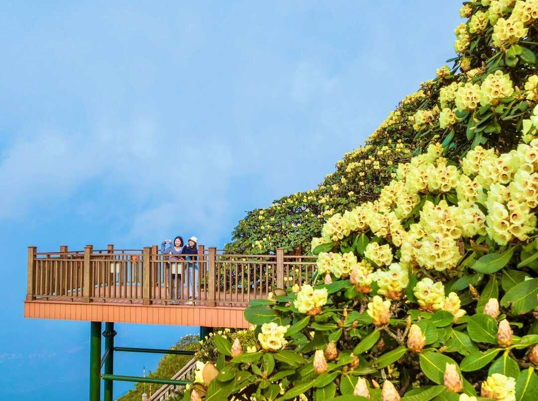 Du lịch Fansipan theo những mùa hoa
